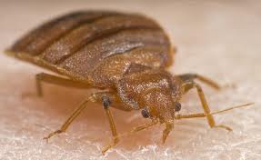 bed bug
