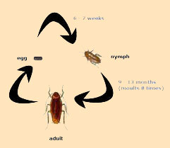 Cockroaches