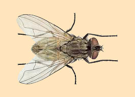 flies