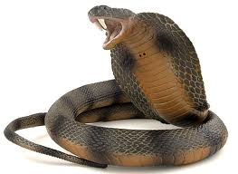 snake